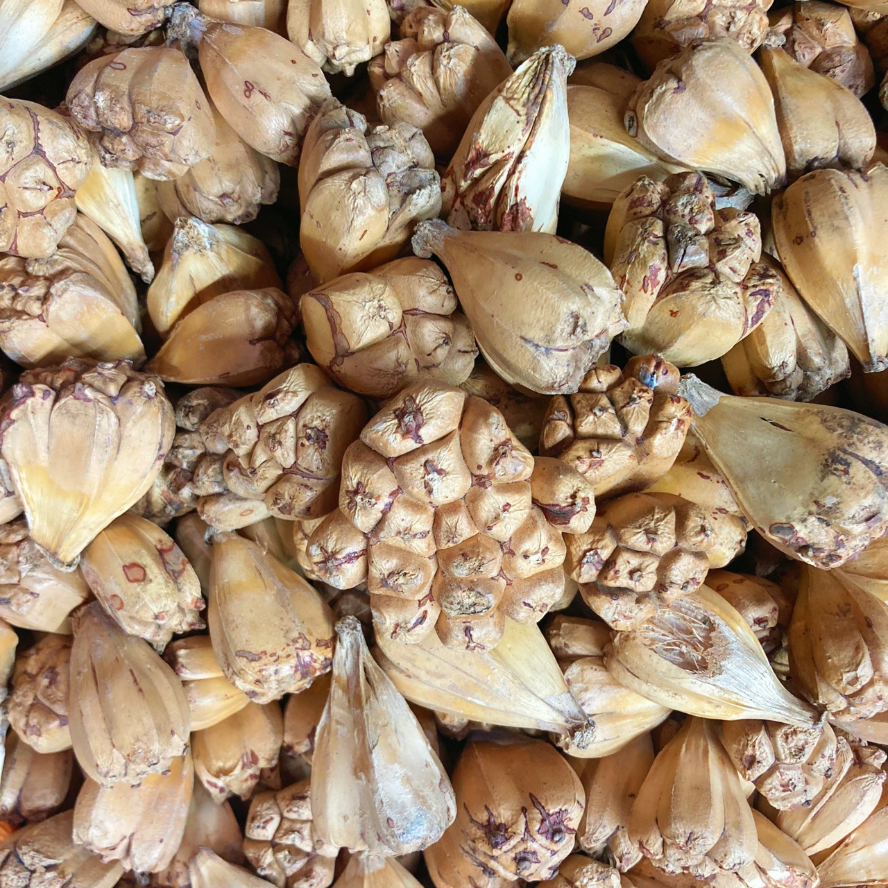 Dứa dại rừng 500gr - Tấn Phát