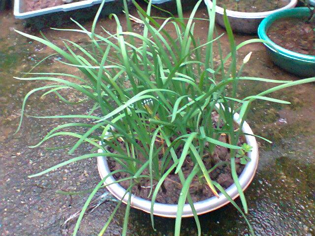 Cây Hẹ - Chậu Rau Giống + (Tặng 3 cây chè xanh)