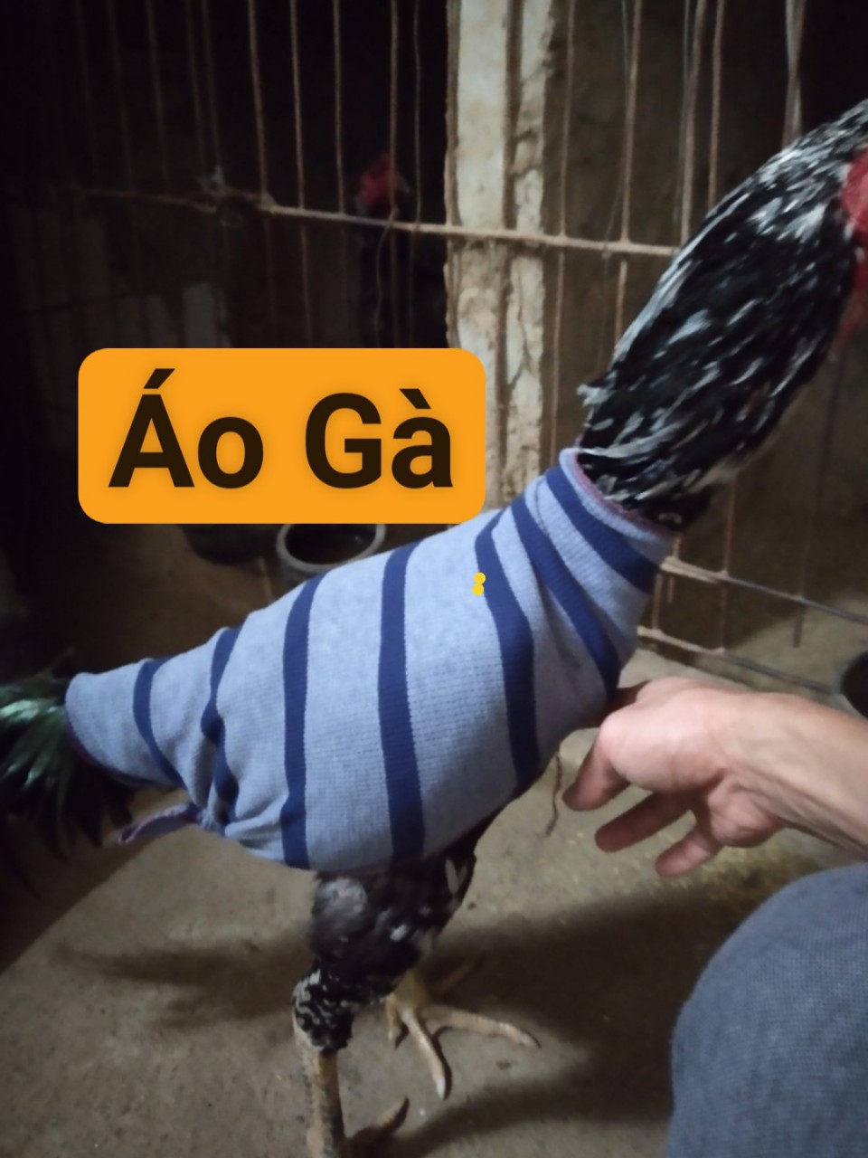 Combo 02 Áo mặc cho gà