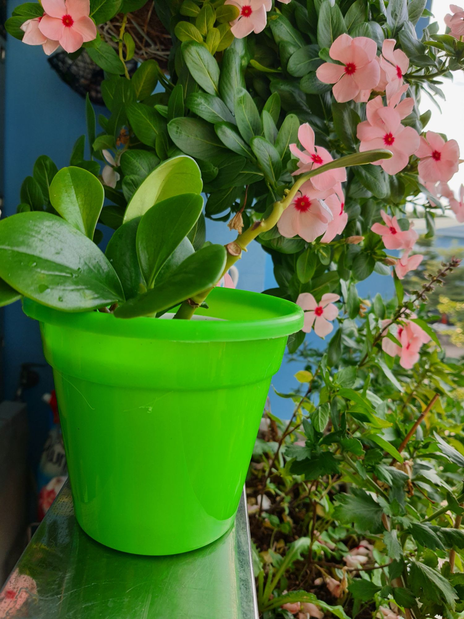 bán sỉ combo 10 chậu trồng cây 12x11cm