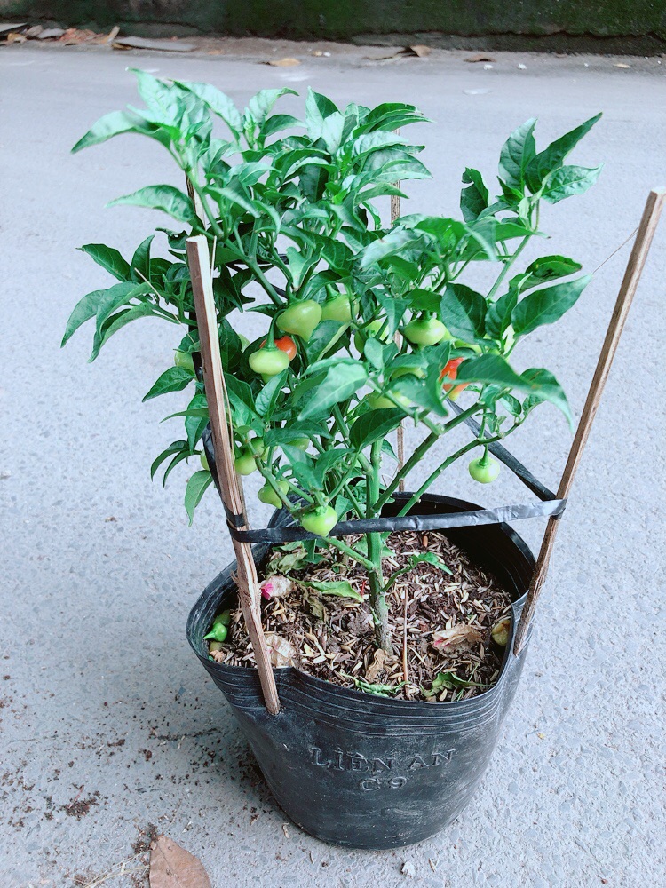 [HCM]Lưỡi Hổ Xanh