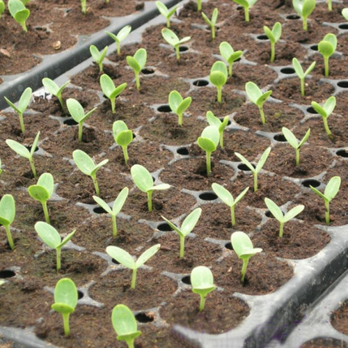 Khay Ươm Vỉ Ươm Hạt Cây Con 104 Lỗ -[Seeds]