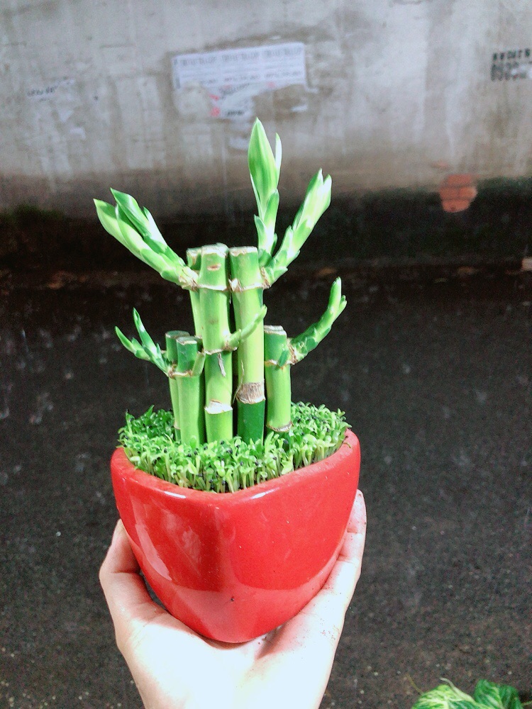 Chậu Trúc Phát Tài
