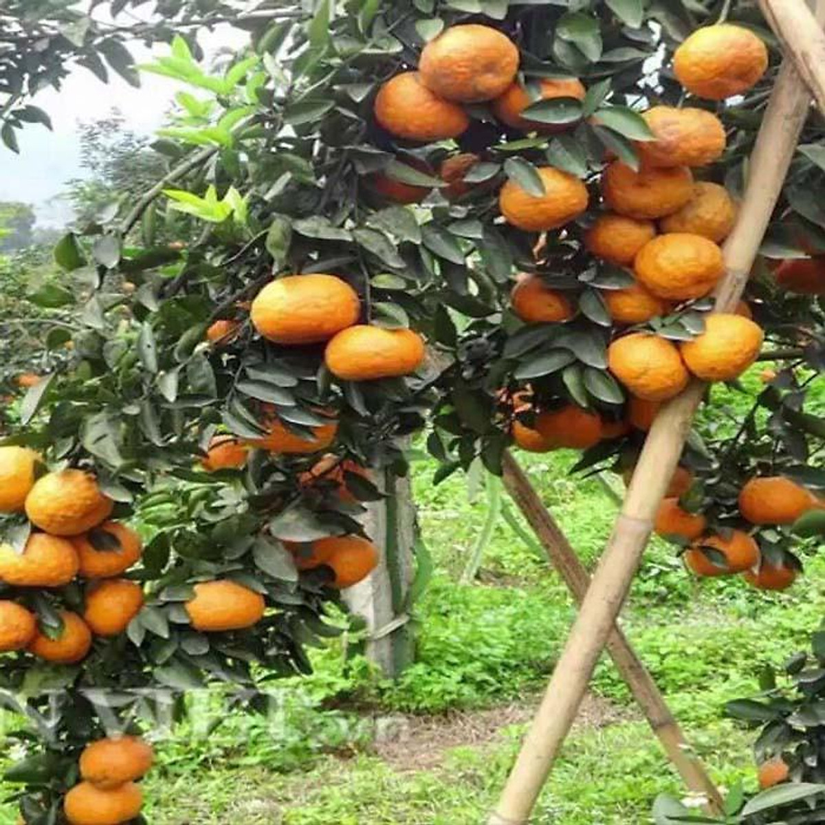 CÂY GIỐNG CAM ĐƯỜNG CANH SIÊU SỚM