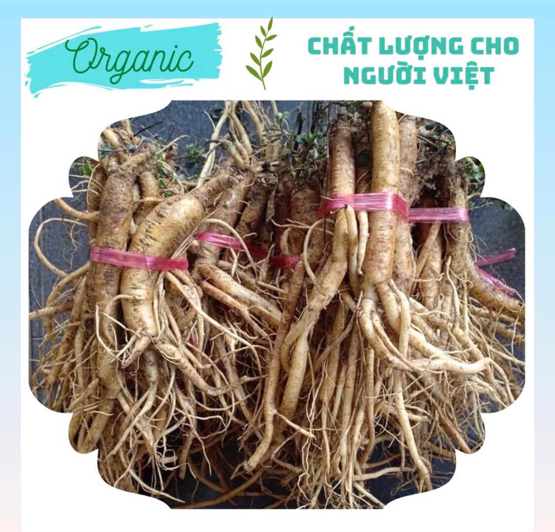 Sâm Ngọc Linh ( Quốc bảo của việt nam )