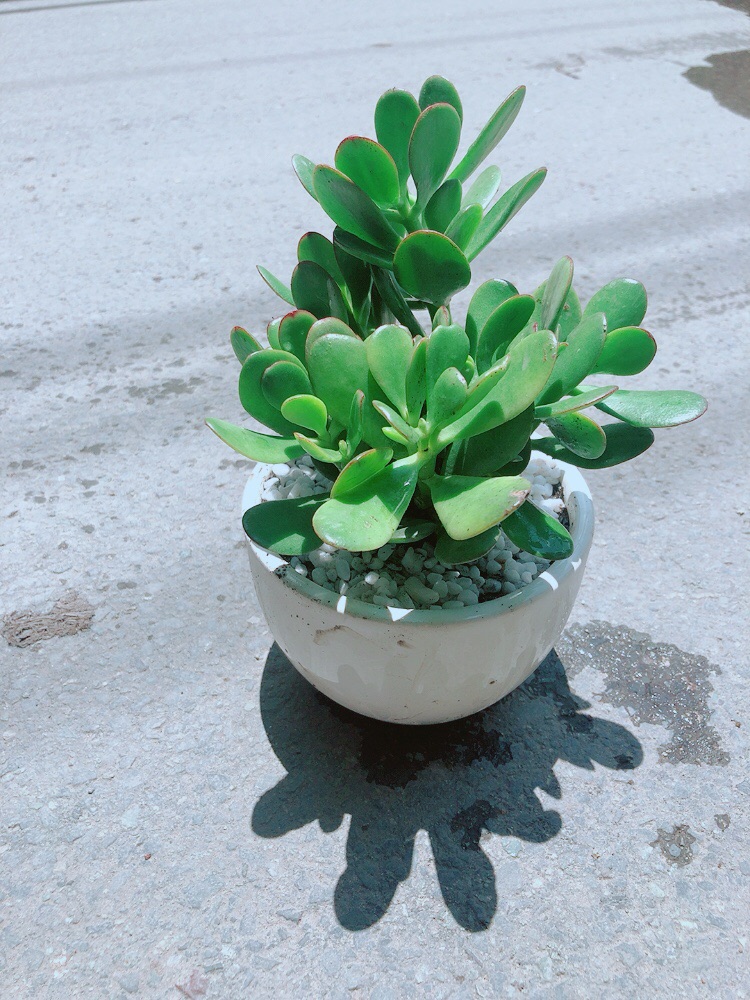 Chậu Cây Ngọc Bích
