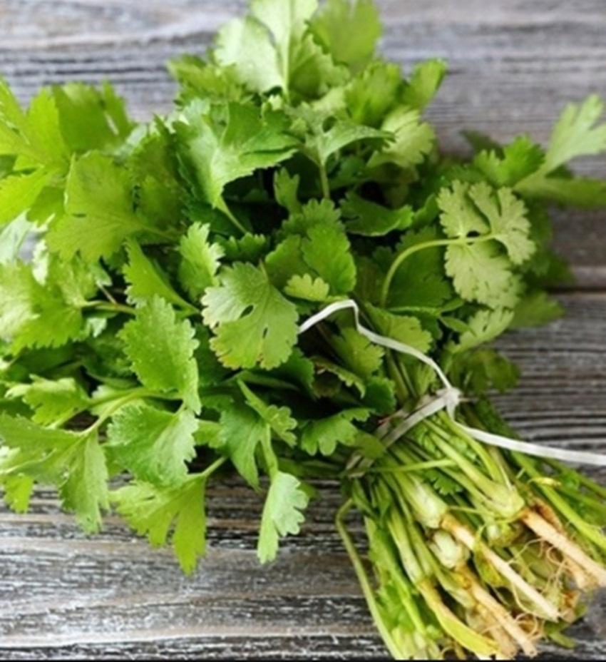 Hạt giống Mùi tây