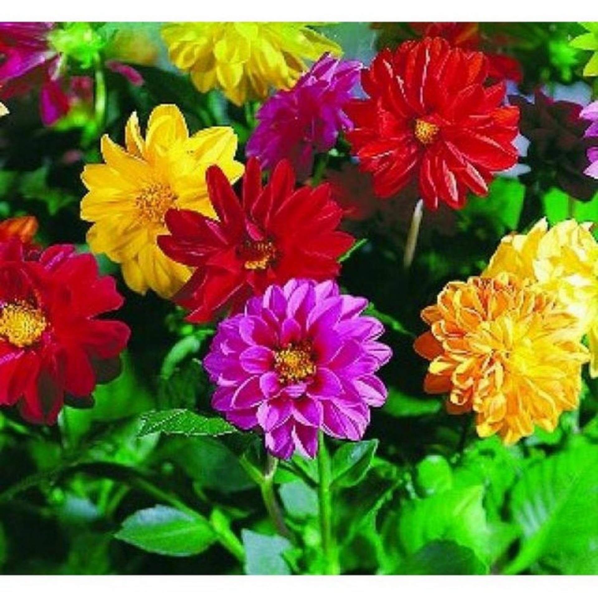50 Hạt giống Thược dược mix (tặng Kích nẩy mầm, Hướng dẫn ươm)