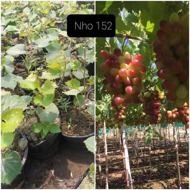 NHO ĐỎ NINH THUẬN-CÂY GIỐNG