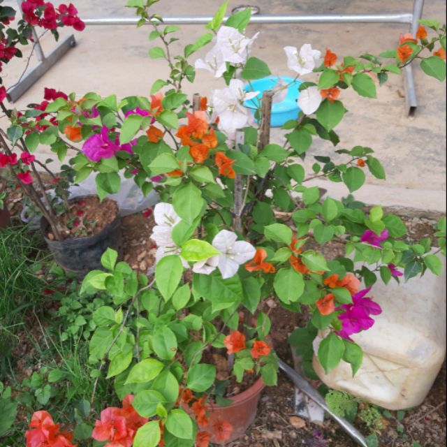 CÂY HOA GIẤY (ĐỦ MÀU) - CHẬU TO HOA SIÊU ĐẸP GIÁ RẺ