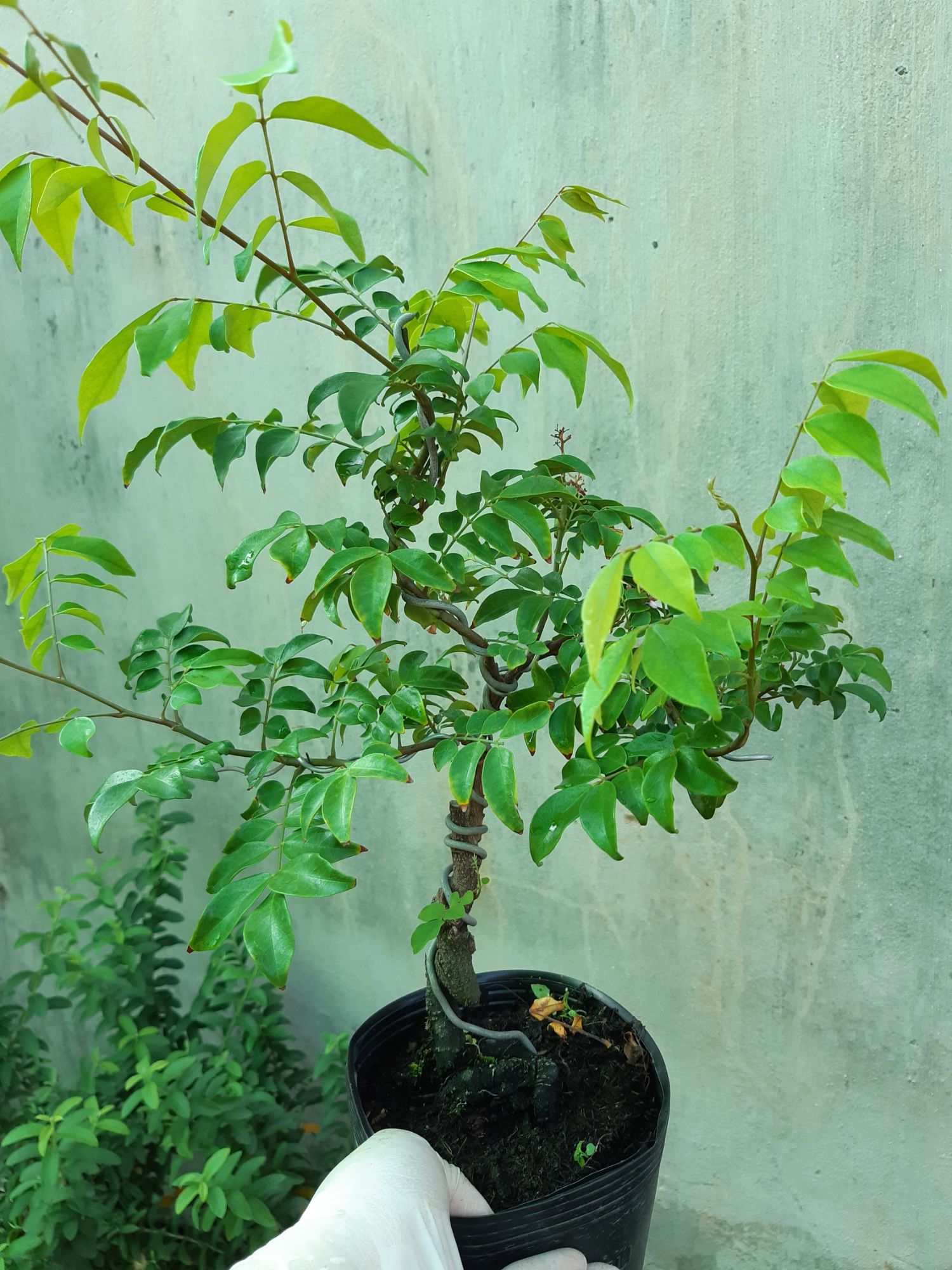 cây khế bonsai mini