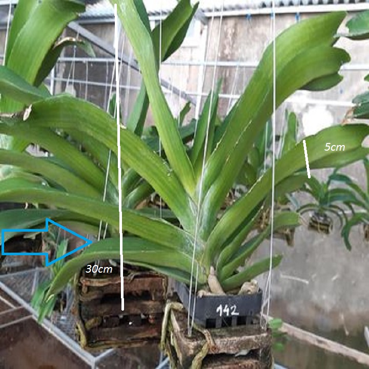 Hoa phong lan đai trâu,hàng bóc rừng