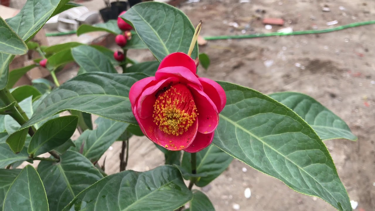 Hạt Giống Hoa Hải Đường - 1 gói 10 hạt - ( TẶNG gói kích thích hỗ trợ hạt nảy mầm)