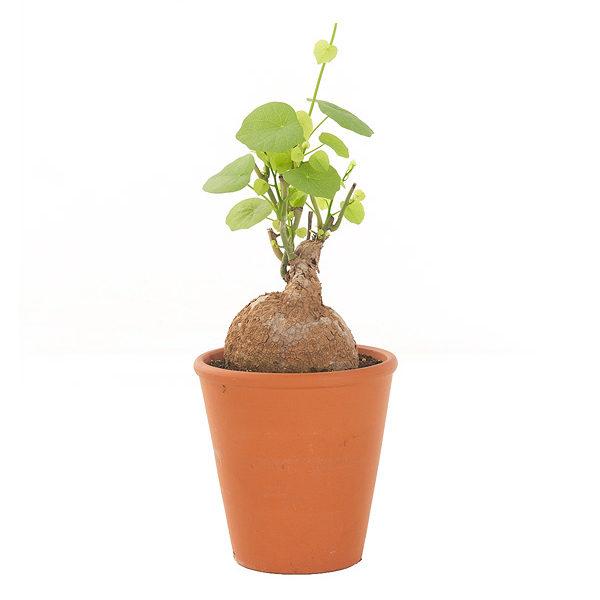 Củ Bình Vôi - Chậu Cây Cảnh