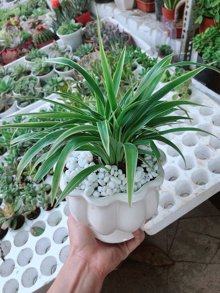 Chậu cây lan chi