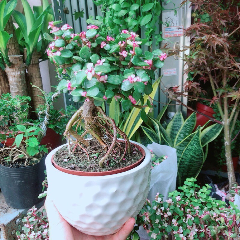 [HCM]Chậu Cây Cành Vàng Lá Ngọc