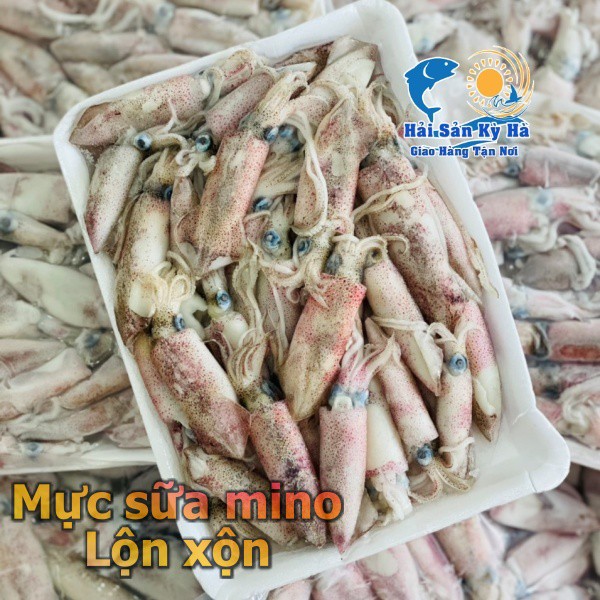 [GIAO NHANH 2H HCM] Giá sỉ 1Kg Mực Sữa - Mực sữa lộn xộn