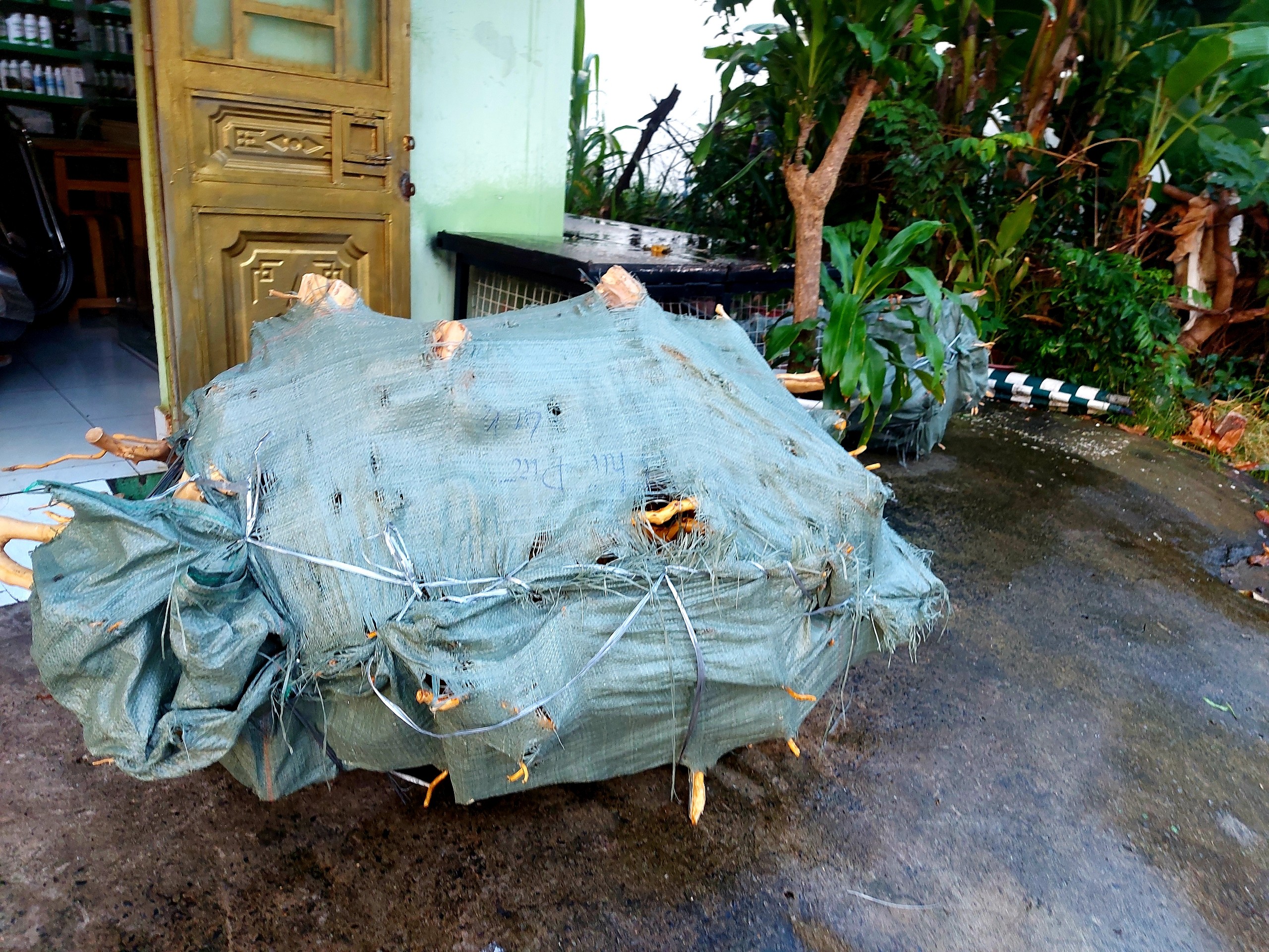LŨA NHÁNH ĐỖ QUYÊN TRANG TRÍ HỒ CÁ THUỶ SINH 1KG