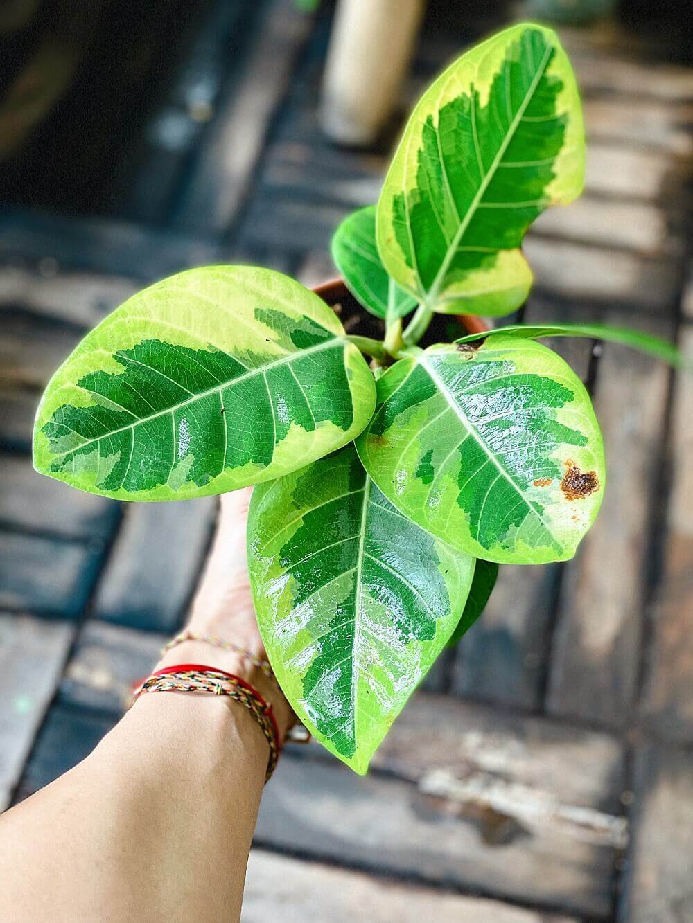 Cây Ficus Elastica Lemon Lime (Cây Đa Cẩm Thạch Xanh Lemon Lime) chậu đất nung