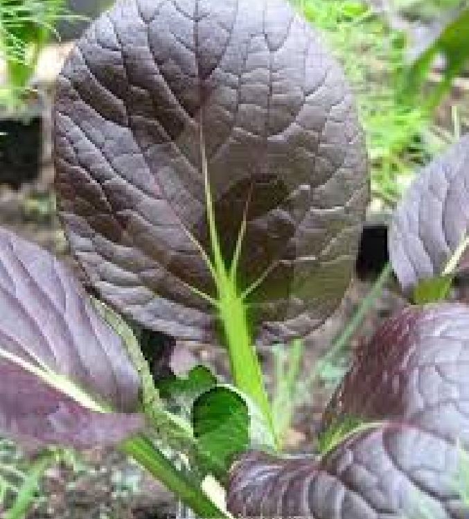 High Yield Red Mustard Seeds - Pack of 300 Seeds