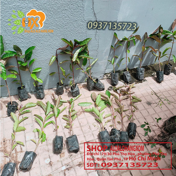 Combo 5 cây gáo vàng -cây giống