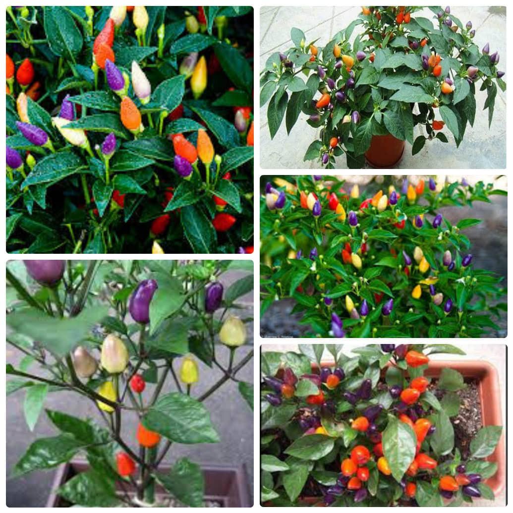 [HCM]Hạt giống ớt bi 7 màu