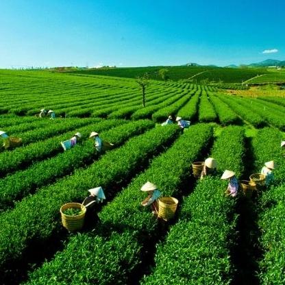 TRÀ SEN BẢO LỘC CAO CẤP 500G