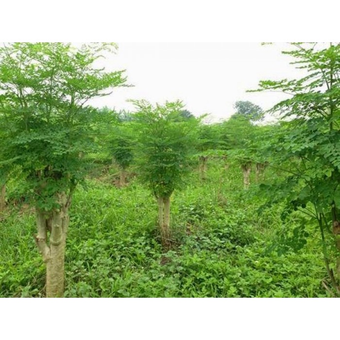 Cây chùm ngây - cây giống nhỏ