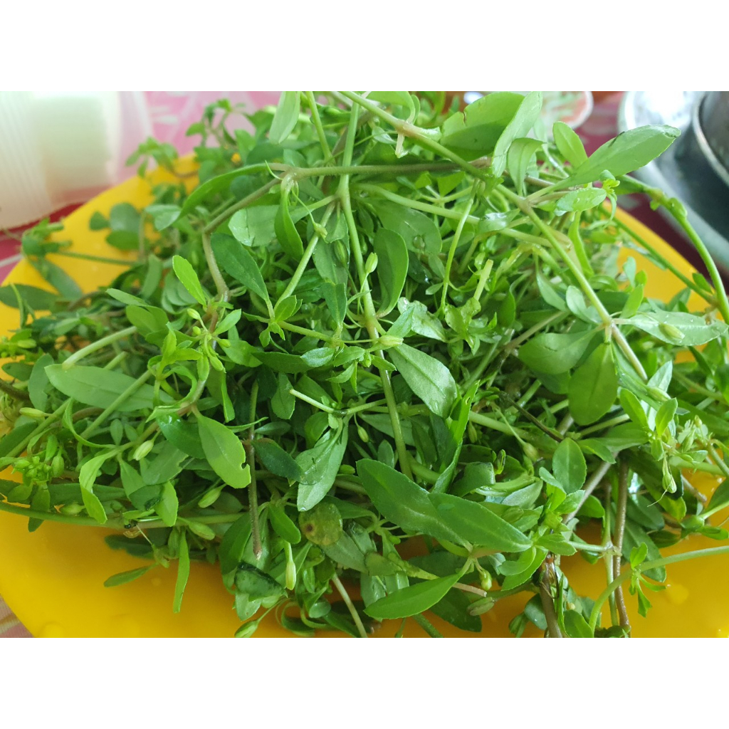 Chậu cây rau đắng miền Tây size nhỏ