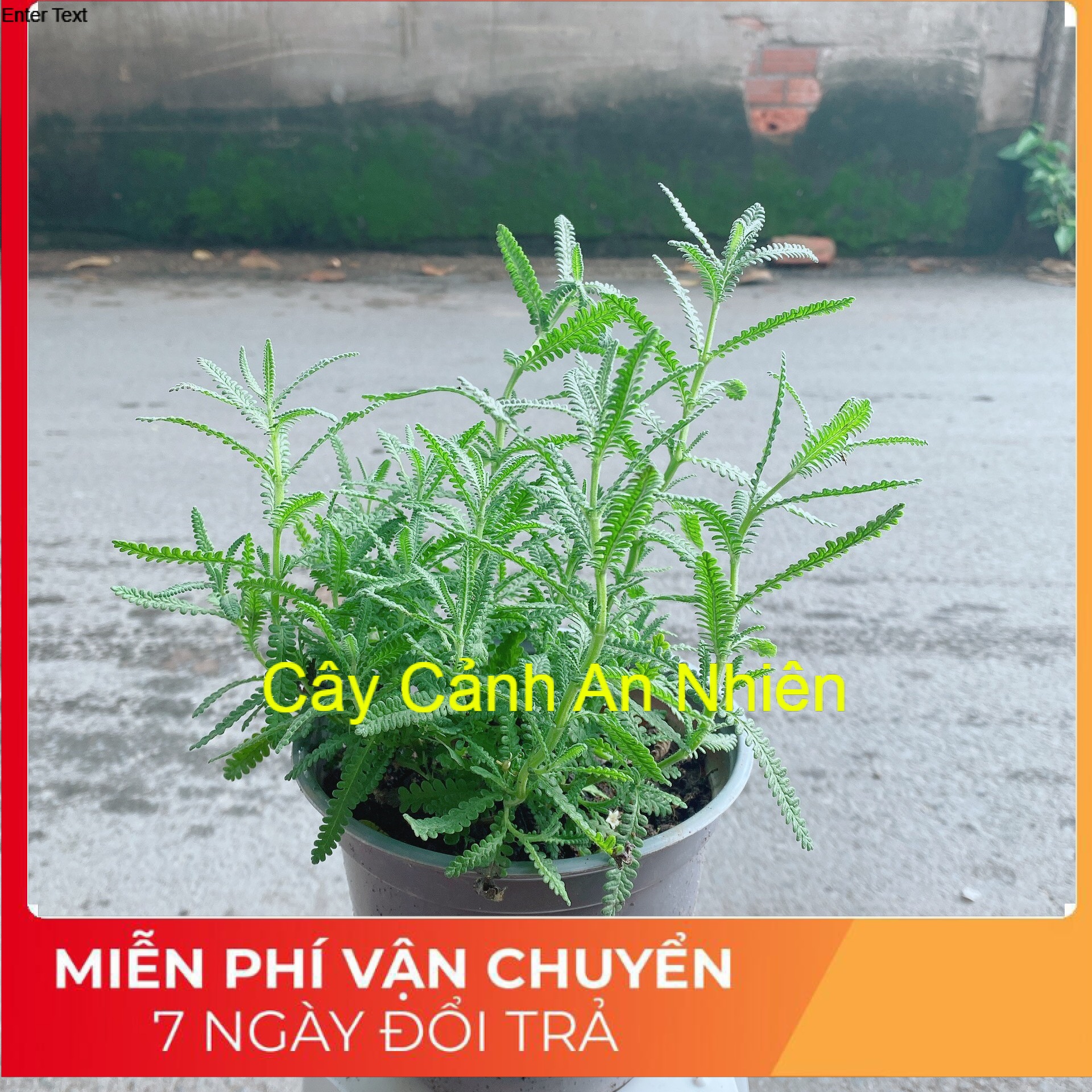 Cây Lavender