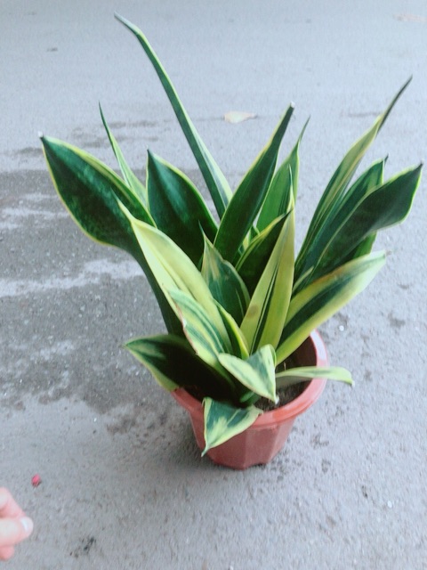 [HCM]Lưỡi Hổ Hoàng Kim