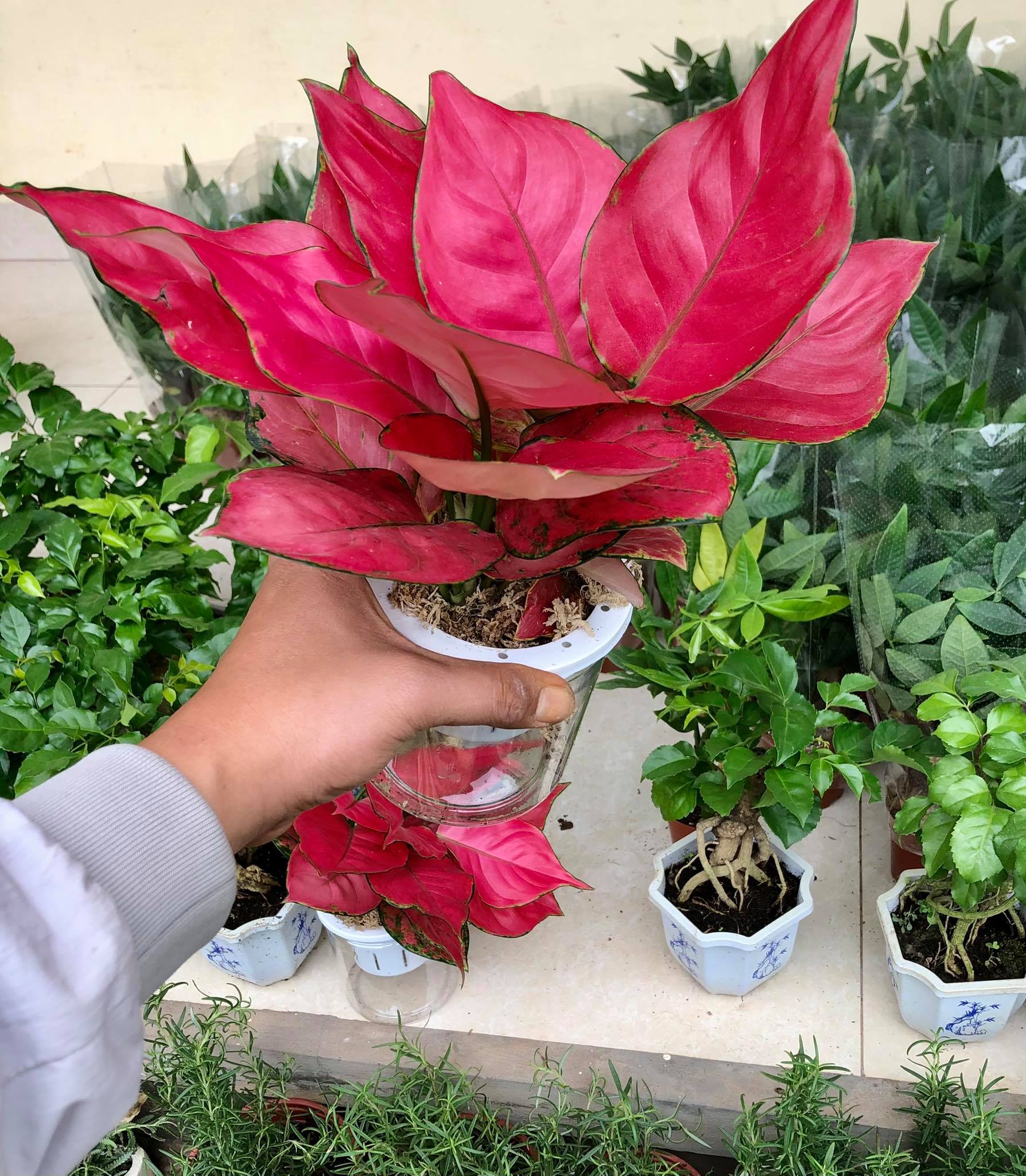 Cây vạn lộc đỏ thủy sinh  (Cây hồng lộc).