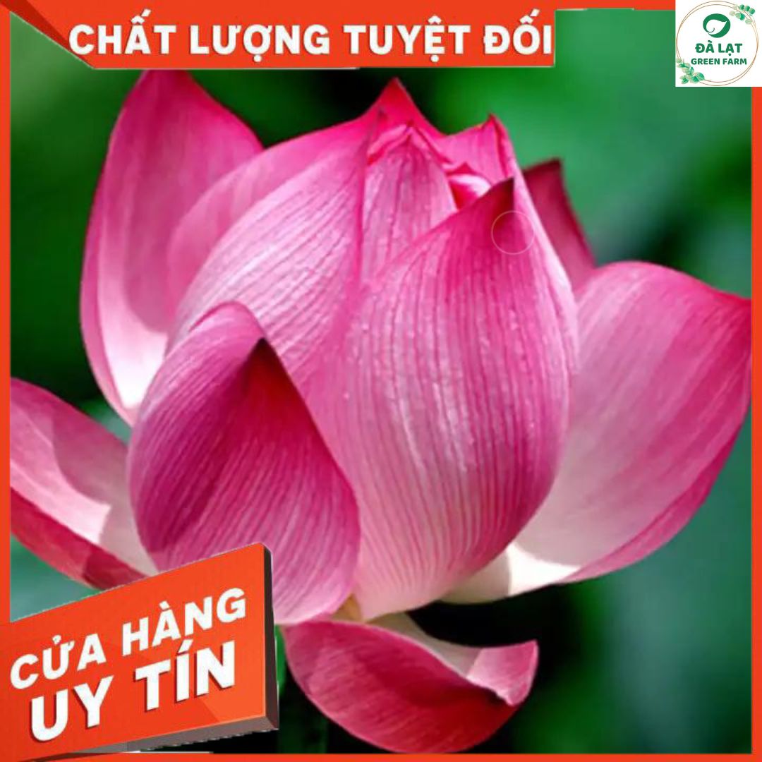 1K_Hạt Giống Hoa Sen Hồng/Sen Ta