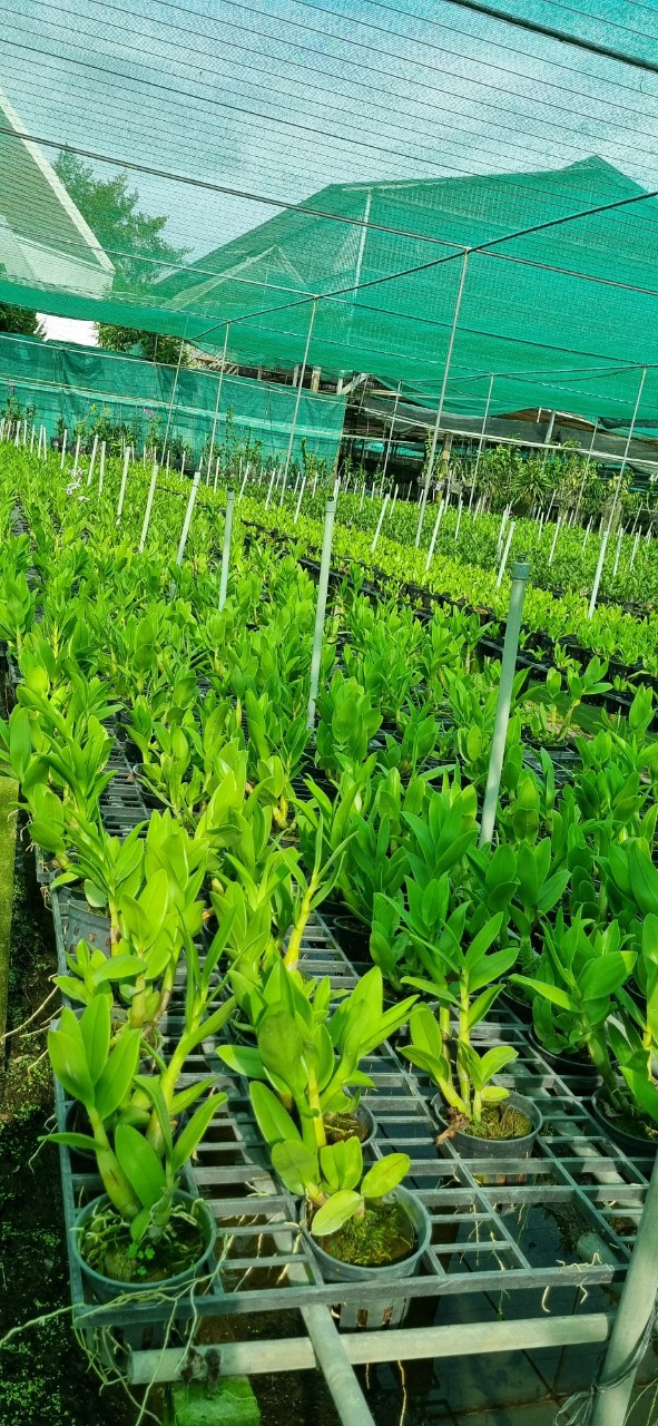 Denro Móng Rồng