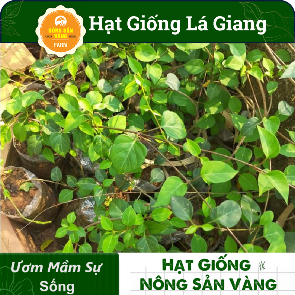 Hạt Giống Dây Giang (Lá Giang) Nảy Mầm Tốt, Phát Triển Mạnh (Gói 10 Hạt) - Nông Sản Vàng