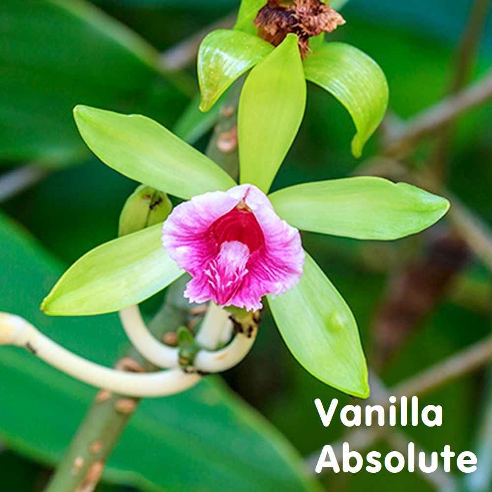 (Absolute) Tinh dầu Vani tuyệt đối Vanilla Essential Oil