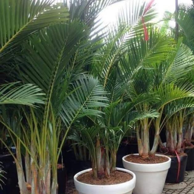 sản phẩm CÂY CAU LỤA