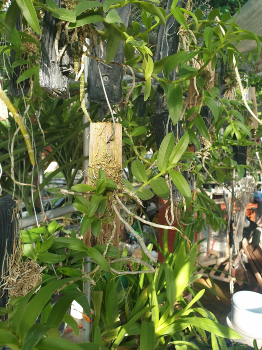 Lan phi điệp 5 cánh trắng thuần gỗ năm 3