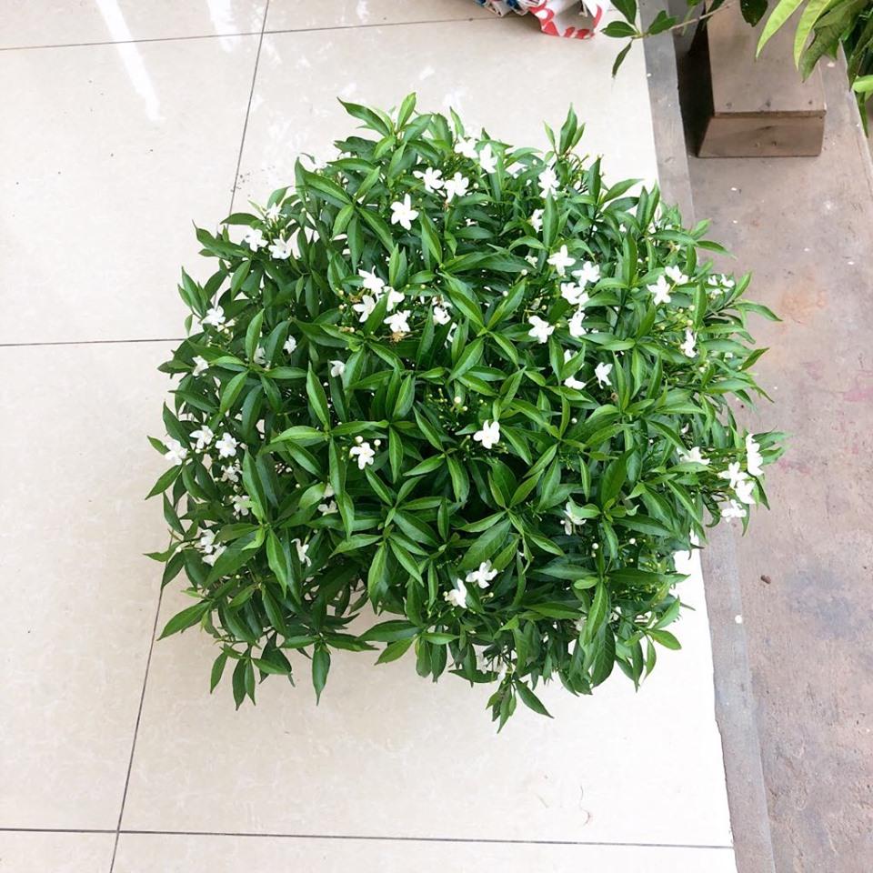 Cây mai Vạn phúc đẹp chuẩn