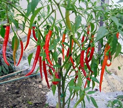 [Lấy mã giảm thêm 30%] Gói Hạt Giống Ớt Hàn Quốc