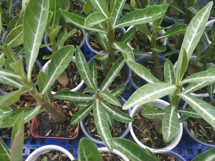 [HCM]Sứ kim tử tháp somalen loại đẻ nhánh (KM:khi mua 3 cây tặng 5 hạt sứ kim tự tháp cùng loại)