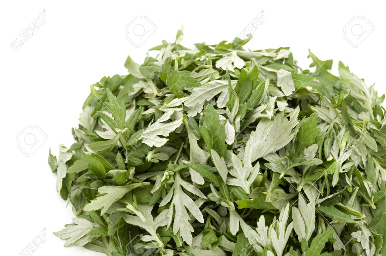 Gói 50 hạt giống Ngải Cứu Nhật Bản