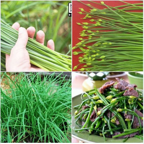 Hạt giống rau hẹ ta ăn lá - 2gram/gói