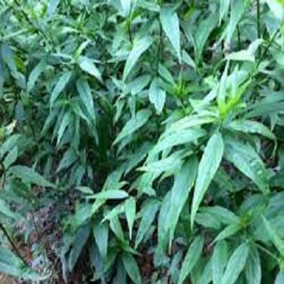 CÂY GIÓNG CÂY XƯƠNG KHỈ