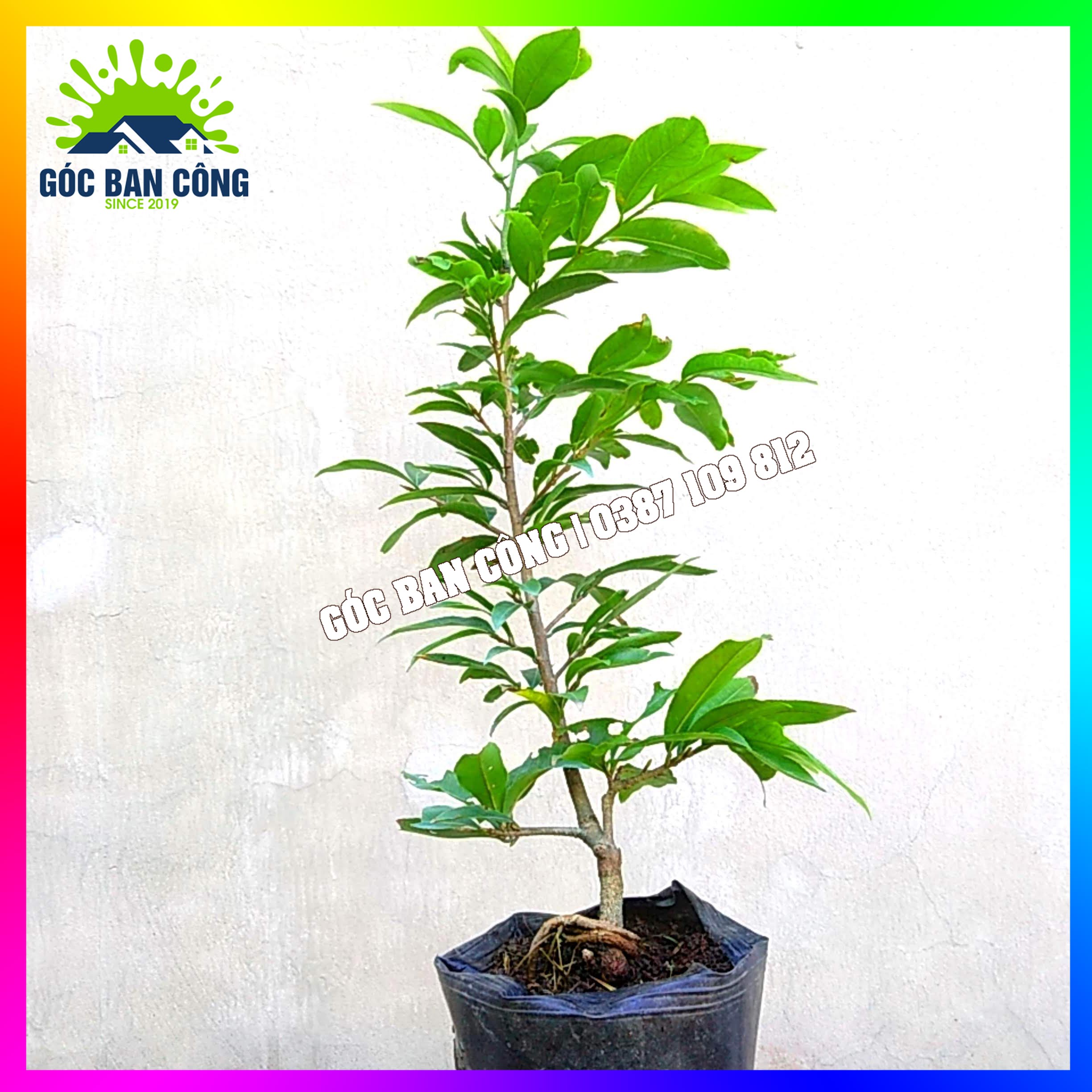 Mai Vàng Bonsai Mini