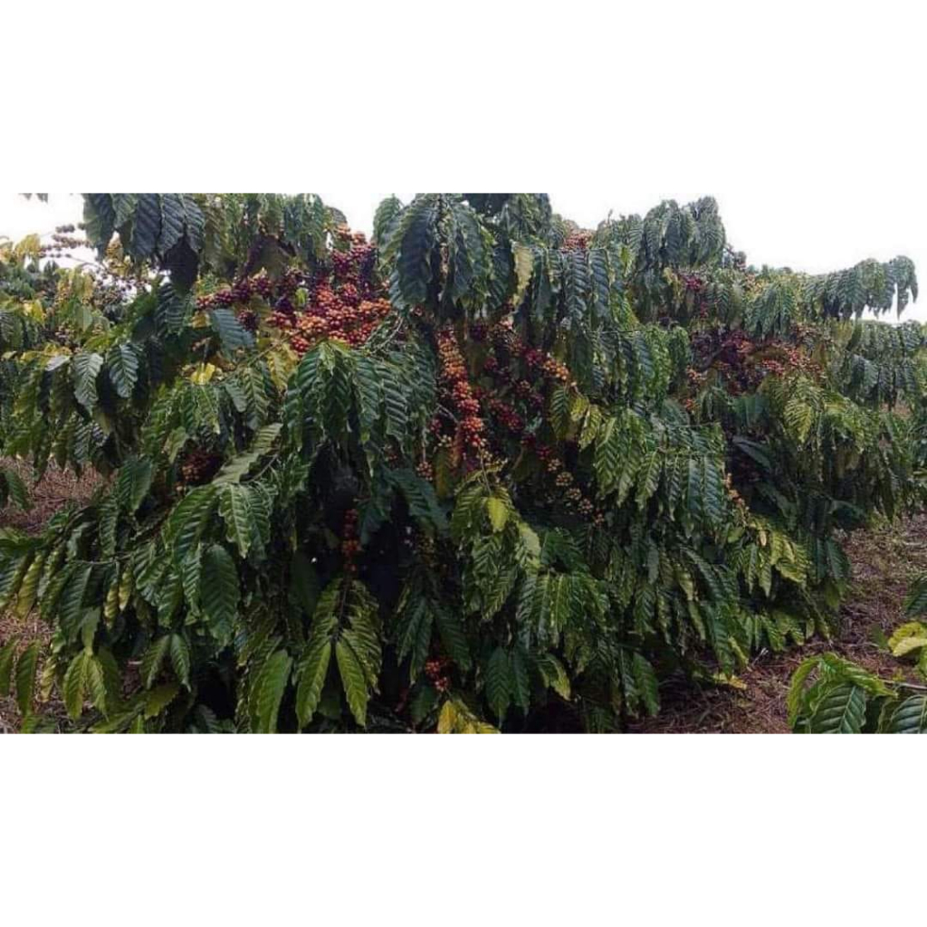 1KG HẠT GIỐNG CÀ PHÊ EA TAR (CƯ MGAR) gói 1kg