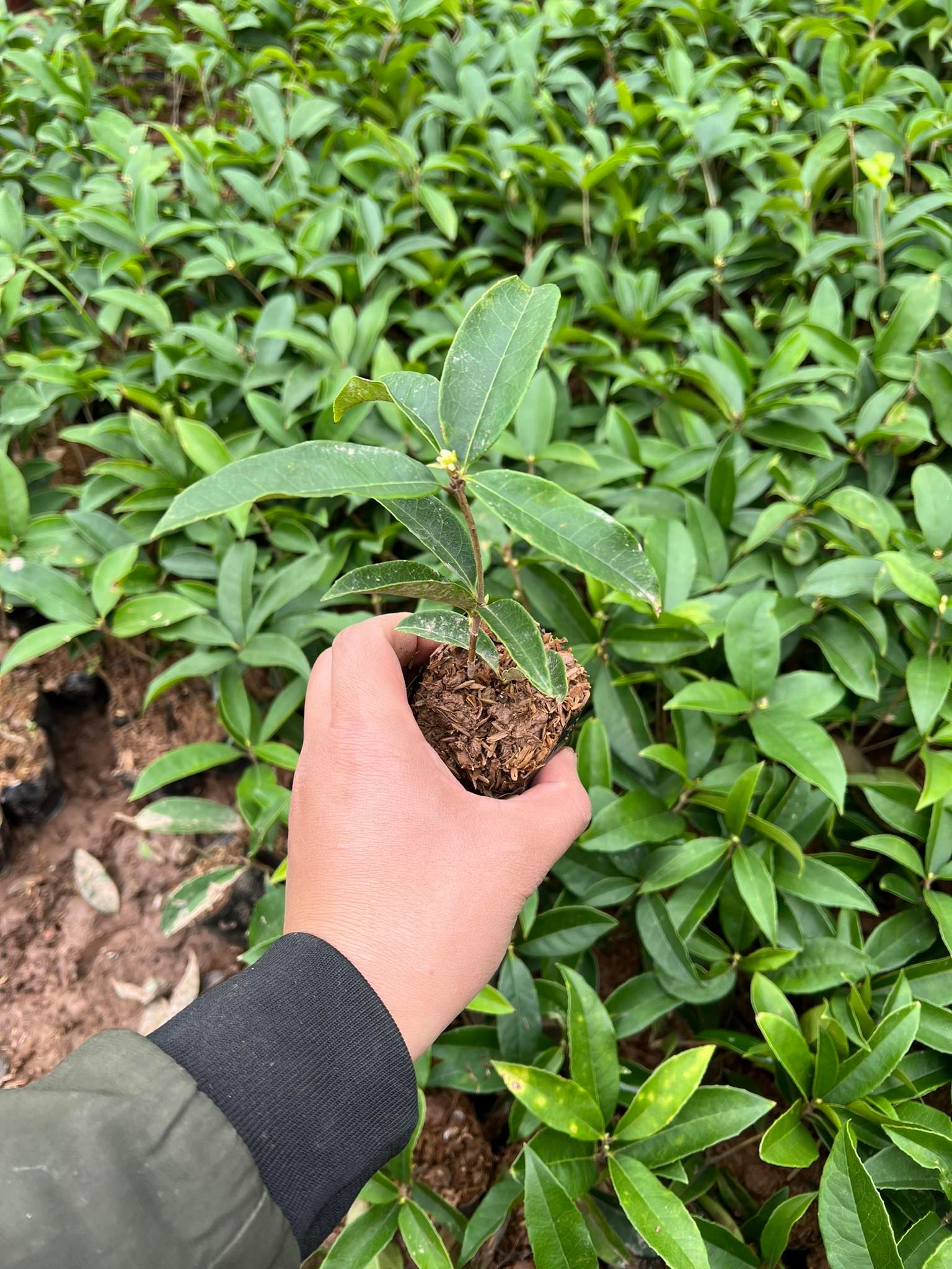 Cây mộc hương ta hoa thơm cao 10- 60cm (ảnh thật)