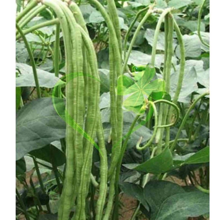Hạt giống đậu đũa hạt đen - gói 20 gram