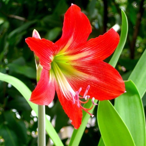 Củ Lan Huệ Nắng Mai Củ To Ạ (Hình 2)