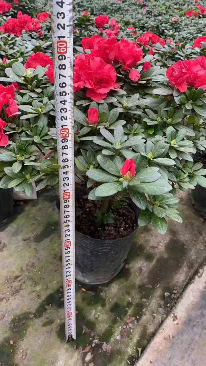 Cây hoa đỗ quyên đang hoa ( e xả lỗ để e nhập hàng - nhanh tay các bác ơi)